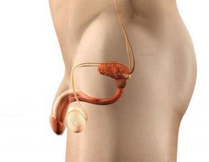 Secrezione dall'uretra negli uomini: normale, segno di malattia