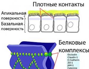 Ląstelių struktūra ir funkcijos